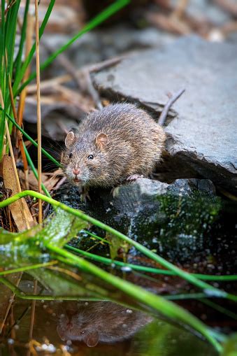 Australian Swamp Rat Stock Photo - Download Image Now - Animal, Animal ...