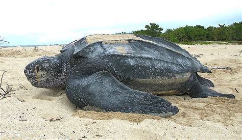 Leatherback sea turtle - Wikipedia