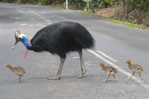 EDGE of Existence — After mating, the female cassowary will lay three...