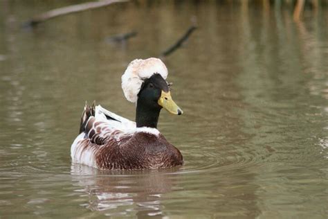 Pin by Shelby Nichols on Ducks | Animals, Afro, Duck