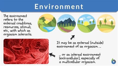 Environment - Definition and Examples - Biology Online Dictionary