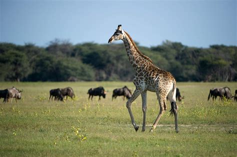 Wildlife safaris in Zimbabwe | Expert Africa