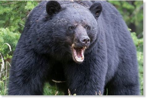 Bear attacks woman in her front yard, drags her 88 yards in Muncy Creek ...