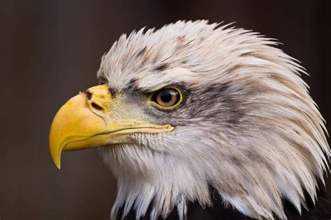 birds close up - Google Search