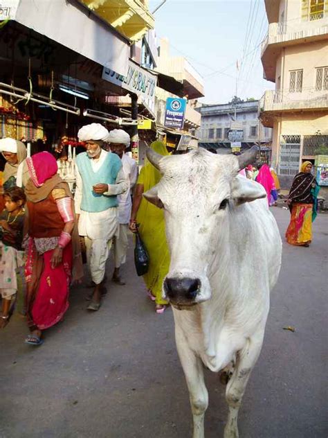 Holy Cow - India Travel Forum | IndiaMike.com