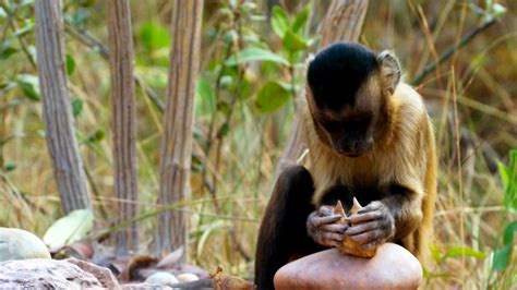 Learned Behavior in Capuchin Monkeys | PBS LearningMedia