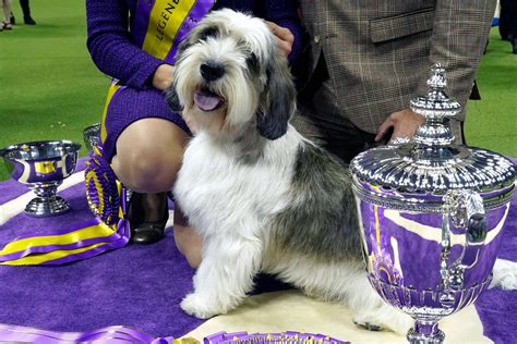 Buddy Holly wins top prize at Westminster Dog Show