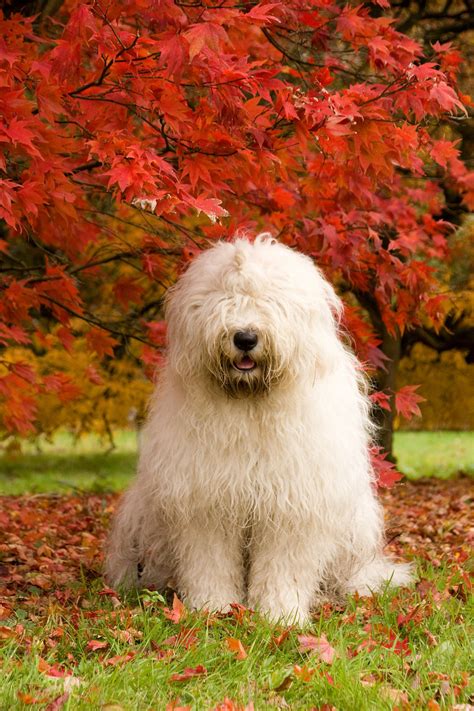 Types Of Sheepdog Breeds