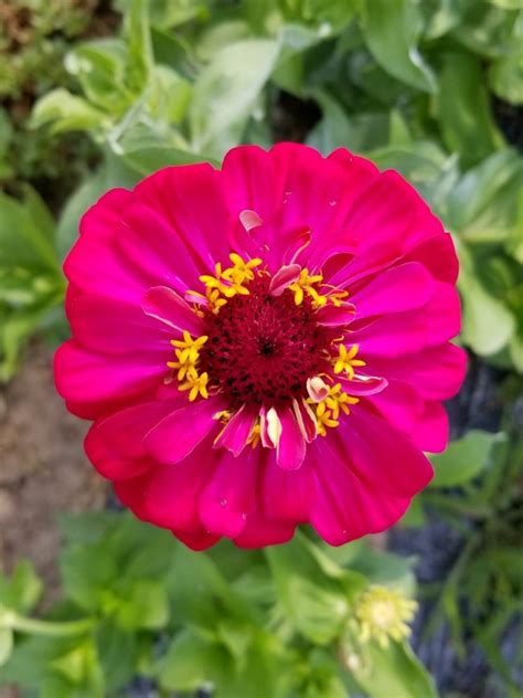 Zinnia 'Candy Cane Mix' Seeds (Certified Organic) | Garden Hoard ...