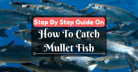 Step By Step Guide On How To Catch Mullet Fish