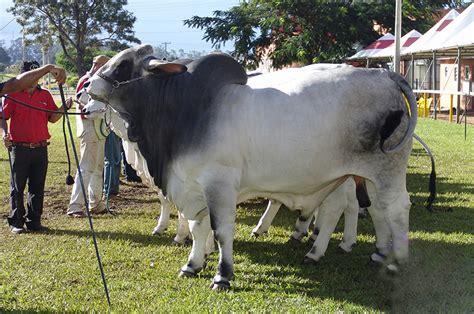 Brahman Cattle | Oklahoma State University