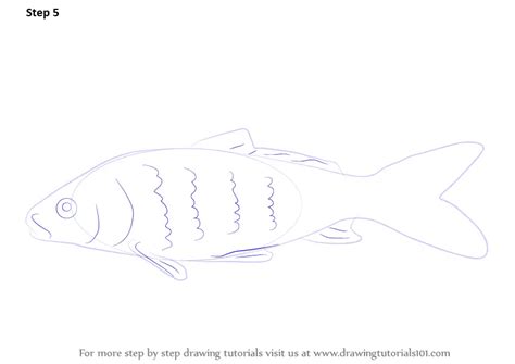 Learn How to Draw a Carp Fish (Fishes) Step by Step : Drawing Tutorials