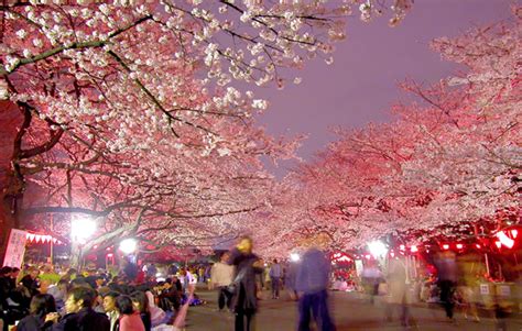 Ueno Park Cherry blossom night