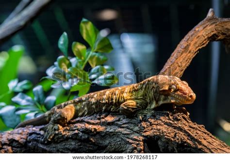 131 Leachianus Gecko Images, Stock Photos & Vectors | Shutterstock