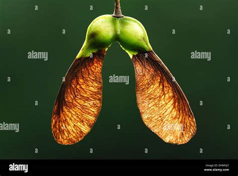 Sycamore seeds UK Stock Photo: 62536271 - Alamy