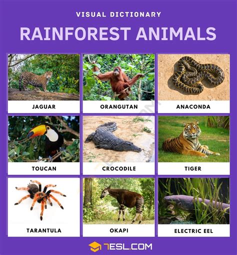 Amazon Rainforest Animals List With Pictures - Kathe Maurine