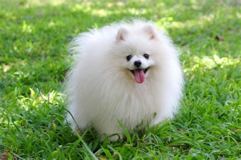 Pomeranian - My Doggy Rocks