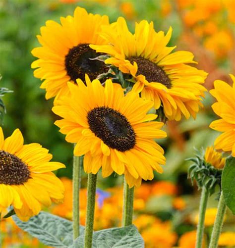 Helianthus annuus (Common Sunflower)