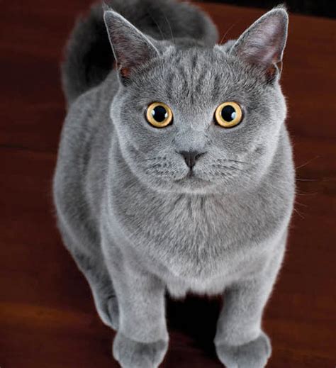 Learn About The American Shorthair Cat Breed From A Trusted Veterinarian