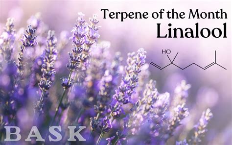 Terpene of the Month: Linalool - Bask, Inc.