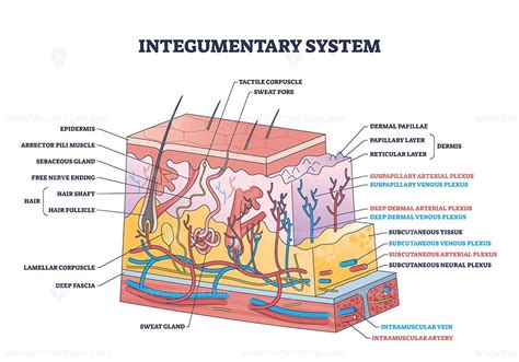 Integumentary system with epidermis surface layer structure outline ...