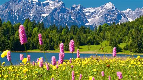 Group of Spring Flowers Mountain Lake, landscape with mountain lake and ...