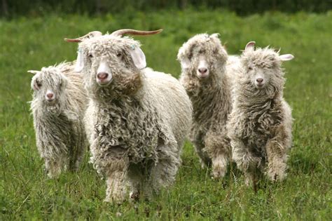 Blossom and Friends, VERY wooly sheep Romney Sheep, Valais Blacknose ...