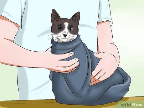 How to Give Your Cat Eye Drops: 11 Steps (with Pictures) - wikiHow