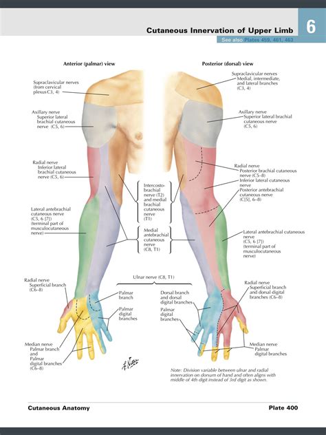 Cutaneous nerve supply forearm, arm, hand | Thần kinh, Giải phẫu chân ...