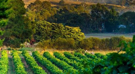 A Local’s Guide To The Top Things To Do In Barossa Valley