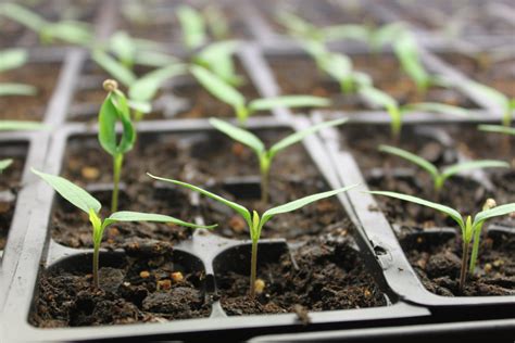 The Keys To Starting Vegetable Seeds Indoors - Spring is Near!