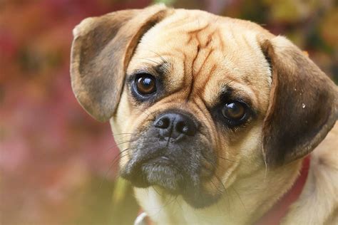 A Complete Guide To The Puggle - A Pug Beagle Mix Breed