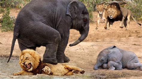 Lion's Leg Was Bitten Off By Baby Elephant During Attack Mother ...