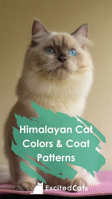 20 Himalayan Cat Colors & Coat Patterns (With Pictures) in 2023 ...