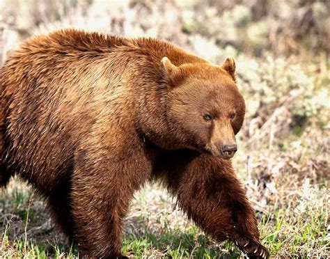 BLUE EYED BLACK BEAR - jimammonsphotography | Animals | Pinterest ...