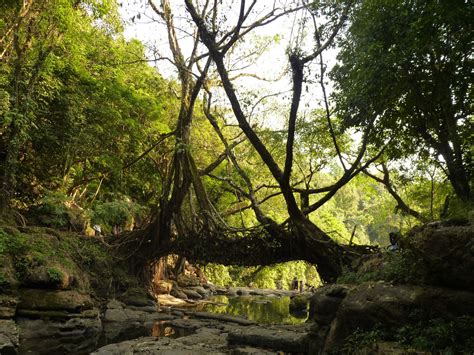 Living Root Bridge Of Meghalaya | Delightful Destinations