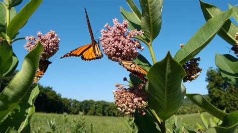 New guide to help landowners restore monarch habitat after western ...