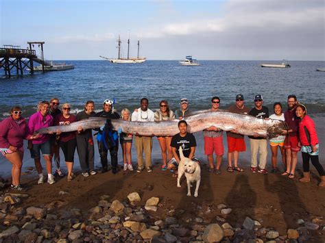 18-foot, serpent-like sea creature found off California - CBS News