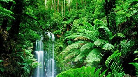 Tropical Rainforest Wallpaper (58+ pictures) - WallpaperSet