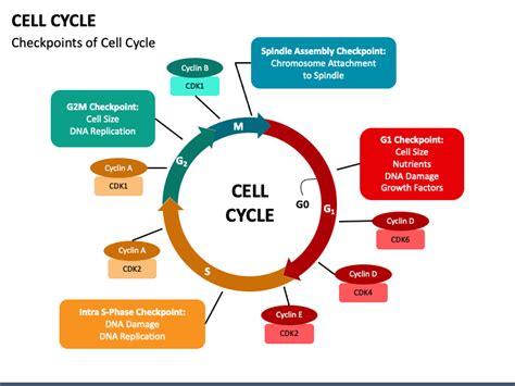 Cell Cycle PowerPoint and Google Slides Template - PPT Slides