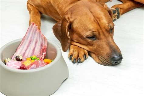 Gastroenteritis in Dogs - Symptoms, Causes and Treatment Options ...