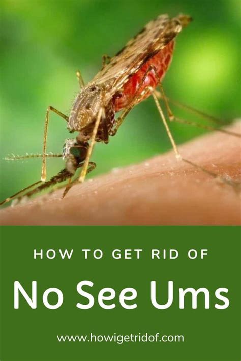 How To Get Rid Of No See Ums - How I Get Rid Of