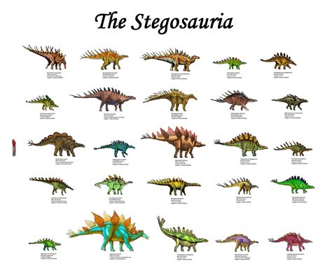 The Stegosauria, 2 families, 25 genera | Animais pré-históricos, Pré ...