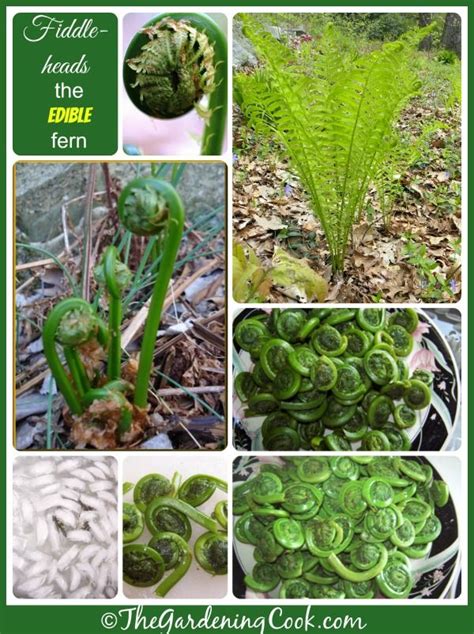 Fiddlehead Ferns - Culinary Delight from the Ostrich Fern | Edible wild ...