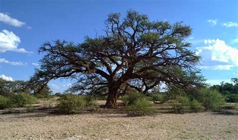 Namibia Reservations: Namibia's National tree, The Camelthorn