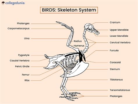 Bird Skeletal System: Anatomy, Flying Mechanism, And Advantages