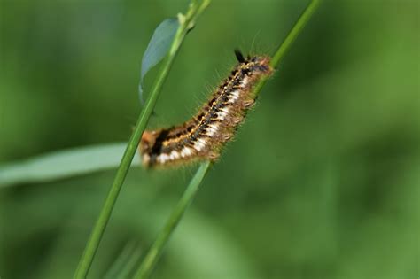 Premium Photo | Close-up of caterpillar on leaf