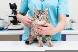 Feline Immunodeficiency Virus Vaccine: Pros and Cons