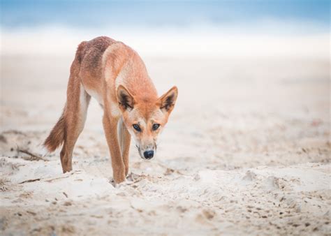 photography photos dingoes dingo Australia K'Gari Fraser Island human ...