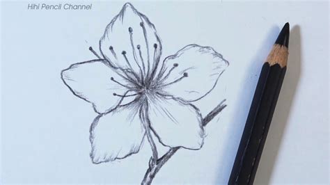 How to Draw a Sakura Cherry Blossom Flower | Easy Step by Step | Pencil ...